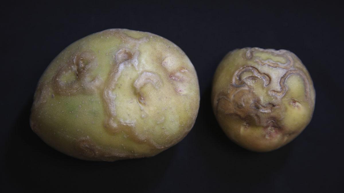 Damage to two potatoes