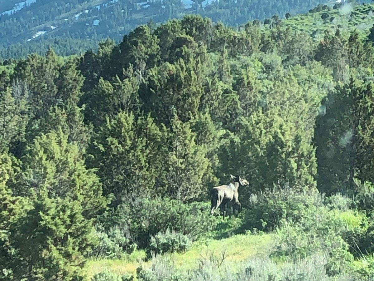 爱达荷山上的驼鹿